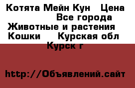 Котята Мейн Кун › Цена ­ 15 000 - Все города Животные и растения » Кошки   . Курская обл.,Курск г.